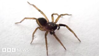 ‘Lost’ spider species rediscovered on Isle of Wight
