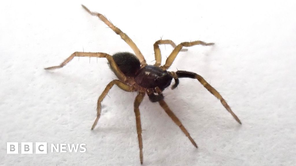 ‘Lost’ spider species rediscovered on Isle of Wight