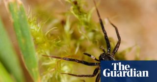 ‘White-knuckled wolf spider’ thought lost is rediscovered on Isle of Wight