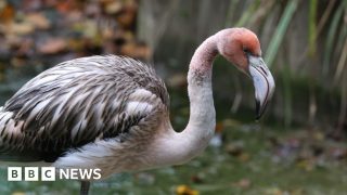 Flamingo missing from Cornwall park appears to be in France